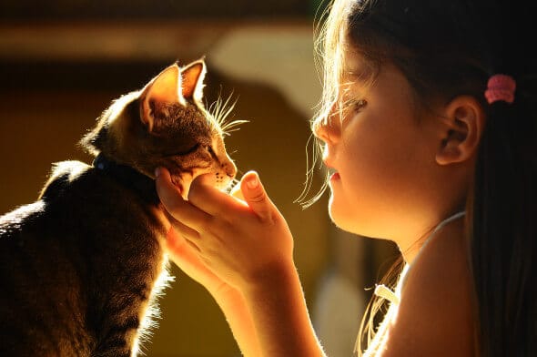 Dicas Essenciais Para Donos de Gatos 1 Dicas Essenciais Para Donos de Gatos
