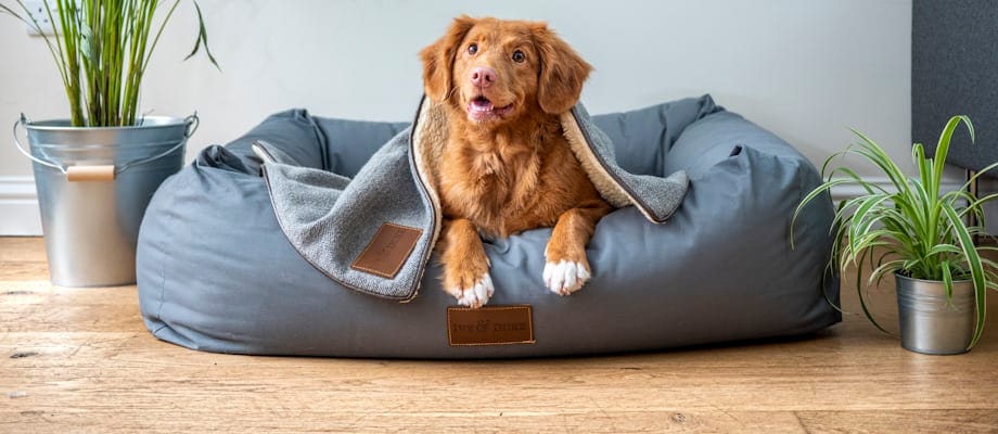 Cuidados Com Pets: Guia Completo Para Seus Amigos Focinhos 1 Cuidados Com Pets: Guia Completo Para Seus Amigos Focinhos