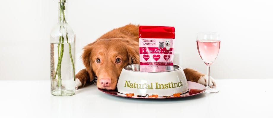 Os Melhores Alimentos para Cães: Guia Completo para Donos 1 Os Melhores Alimentos para Cães: Guia Completo para Donos
