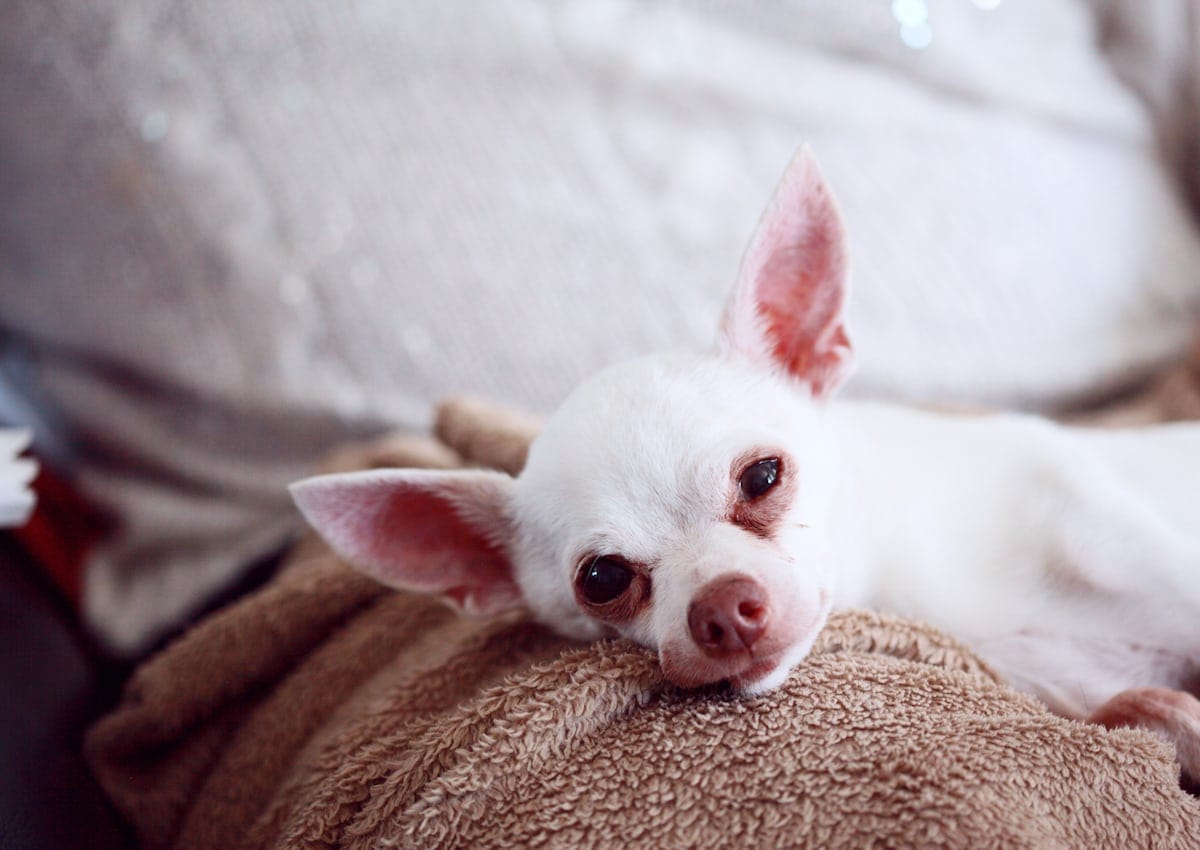 Como cuidar de animais idosos 1 Como cuidar de animais idosos