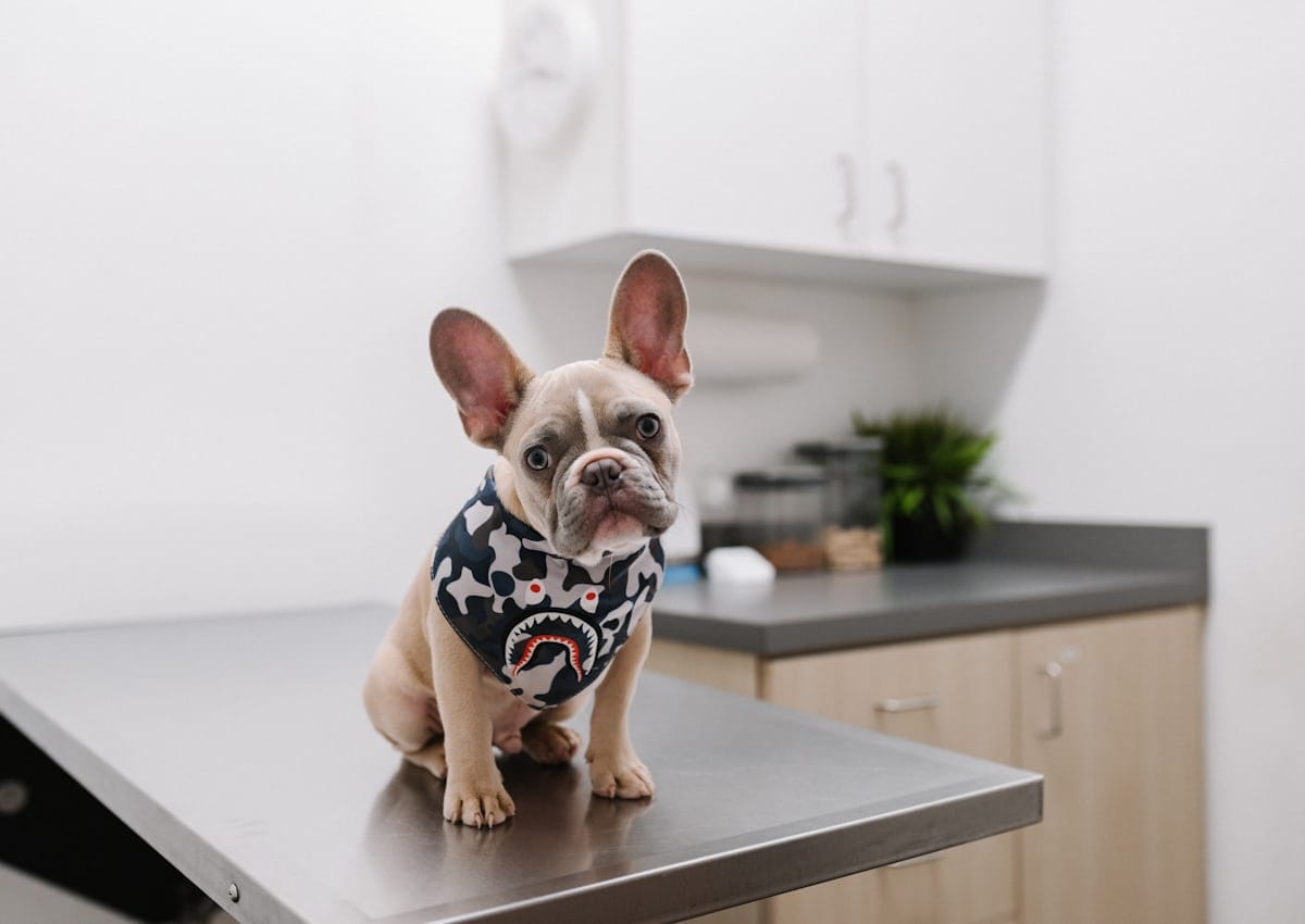 Dicas de Vacinação para pets 1 Dicas de Vacinação para pets